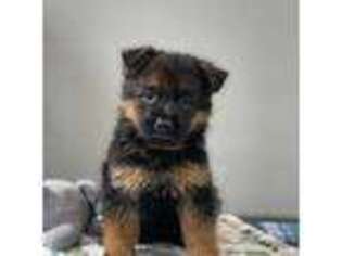 German Shepherd Dog Puppy for sale in Rockwall, TX, USA