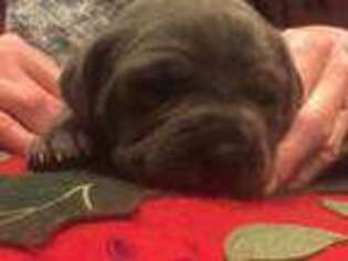 Cane Corso Puppy for sale in Huntsville, AL, USA