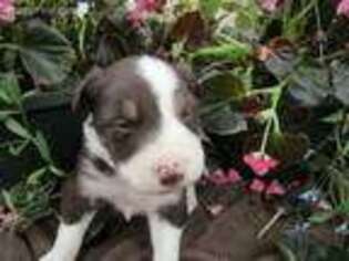 Border Collie Puppy for sale in Chicago, IL, USA