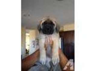 Mastiff Puppy for sale in TEXAS CITY, TX, USA