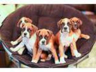 Boxer Puppy for sale in SEATTLE, WA, USA