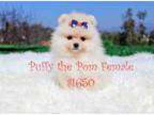 Pomeranian Puppy for sale in NEWPORT BEACH, CA, USA