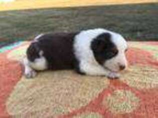 Australian Shepherd Puppy for sale in Sunman, IN, USA