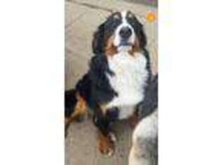 Bernese Mountain Dog Puppy for sale in Compton, IL, USA