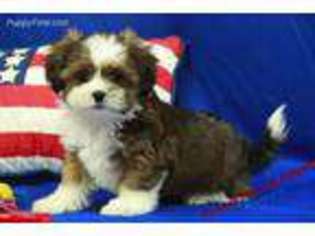 Shorkie Tzu Puppy for sale in Hickory, NC, USA
