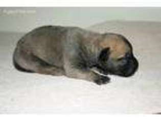 Bullmastiff Puppy for sale in Beaumont, TX, USA