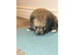 Mutt Puppy for sale in Smithfield, UT, USA