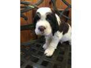 English Springer Spaniel Puppy for sale in Roland, IA, USA