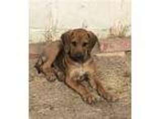 Rhodesian Ridgeback Puppy for sale in Las Cruces, NM, USA