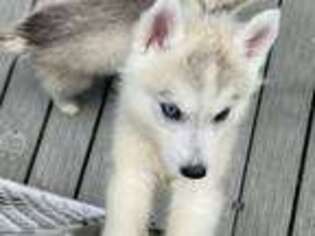 Siberian Husky Puppy for sale in Greenville, NC, USA