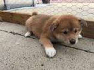 Shiba Inu Puppy for sale in Doon, IA, USA