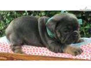 French Bulldog Puppy for sale in Beaumont, TX, USA