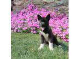Akita Puppy for sale in Glen Rock, PA, USA