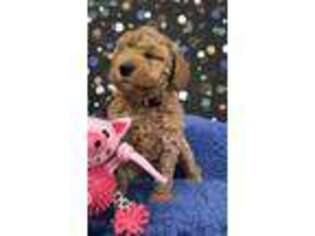 Goldendoodle Puppy for sale in Holden, WV, USA