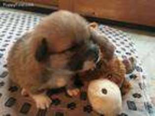 Pembroke Welsh Corgi Puppy for sale in Colorado Springs, CO, USA