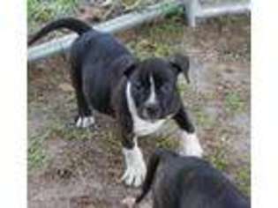American Staffordshire Terrier Puppy for sale in Mount Olive, NC, USA