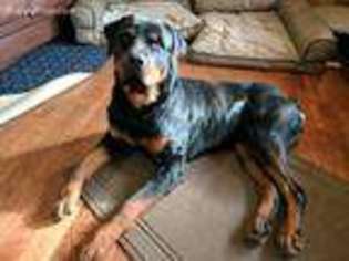 Rottweiler Puppy for sale in Rootstown, OH, USA