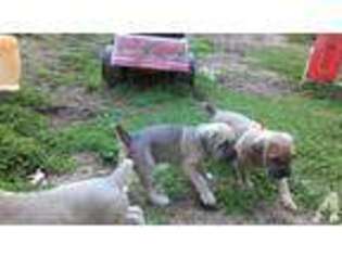 Cane Corso Puppy for sale in PHENIX CITY, AL, USA