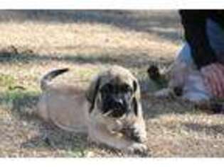 Mastiff Puppy for sale in Supply, NC, USA