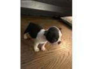 Boston Terrier Puppy for sale in Broomfield, CO, USA