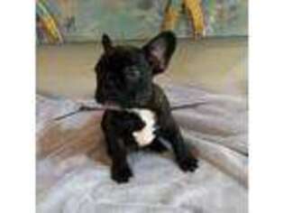 French Bulldog Puppy for sale in Hernando, MS, USA