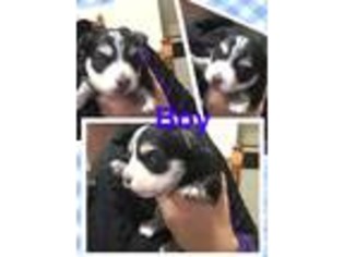 Chihuahua Puppy for sale in Saint George, KS, USA