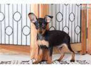Miniature Pinscher Puppy for sale in Fort Myers, FL, USA