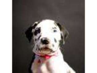 Great Dane Puppy for sale in Valliant, OK, USA