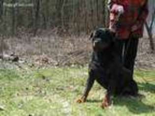 Rottweiler Puppy for sale in Pittsfield, NH, USA