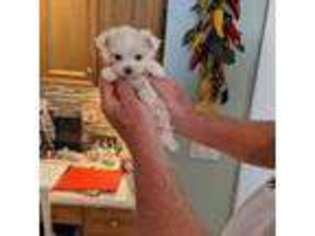 Maltese Puppy for sale in North Fort Myers, FL, USA