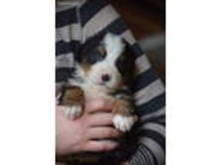Bernese Mountain Dog Puppy for sale in Smithville, OH, USA