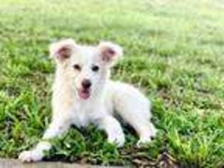 Miniature Australian Shepherd Puppy for sale in Orlando, FL, USA