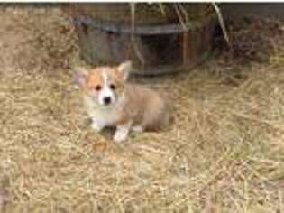 Pembroke Welsh Corgi Puppy for sale in Myrtle Point, OR, USA