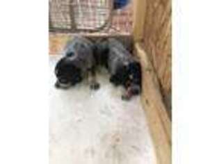 Bluetick Coonhound Puppy for sale in Fort Worth, TX, USA