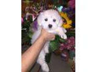 Coton de Tulear Puppy for sale in Brecksville, OH, USA