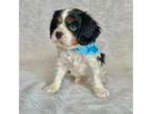 Cavalier King Charles Spaniel Puppy for sale in Kerrick, MN, USA