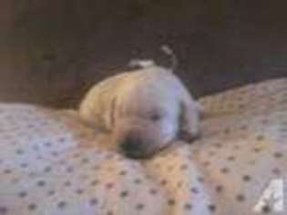 Labrador Retriever Puppy for sale in HUDSON, NH, USA