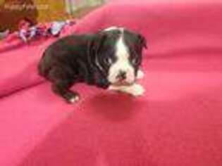 Boston Terrier Puppy for sale in Roswell, NM, USA