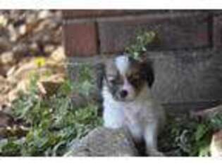 Papillon Puppy for sale in Justin, TX, USA