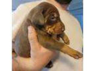 Doberman Pinscher Puppy for sale in Laurens, SC, USA