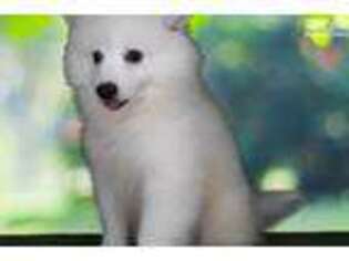 American Eskimo Dog Puppy for sale in Saint George, UT, USA