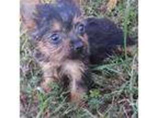 Yorkshire Terrier Puppy for sale in Niangua, MO, USA