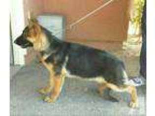 German Shepherd Dog Puppy for sale in VICTORVILLE, CA, USA