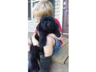 Newfoundland Puppy for sale in Cape Girardeau, MO, USA
