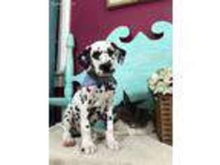 Dalmatian Puppy for sale in Elizabethtown, KY, USA