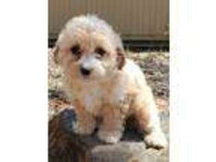 Cavapoo Puppy for sale in Springtown, TX, USA