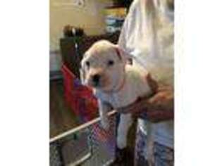 Boxer Puppy for sale in Rockford, IL, USA