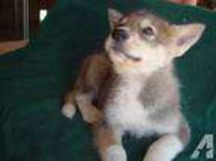 Mutt Puppy for sale in STANTON, MI, USA