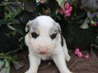 Border Collie Puppy for sale in Chicago, IL, USA