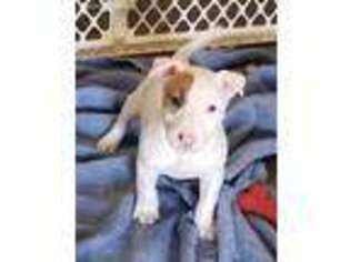 Bull Terrier Puppy for sale in Scottsdale, AZ, USA